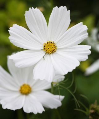 white flowers of Cosmos bipinnatus ‘Purity’