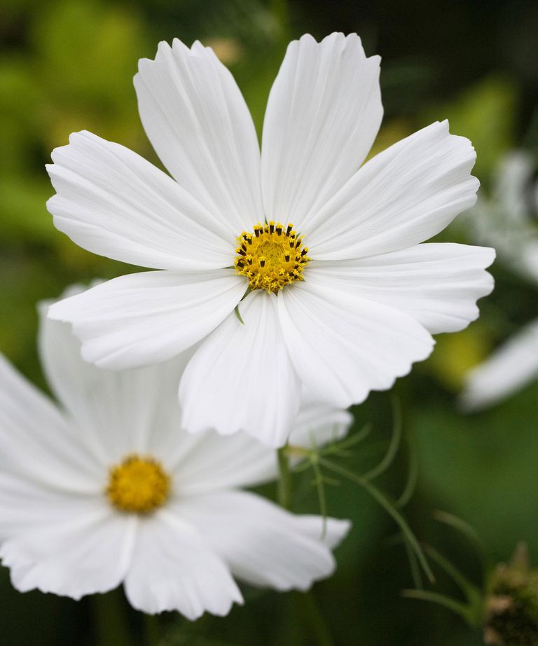 Types of cosmos: 15 beautiful varieties to grow | Gardeningetc