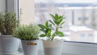 Indoor plants on windowsill