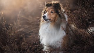 Shetland Sheepdog