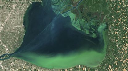 The toxic algae bloom.