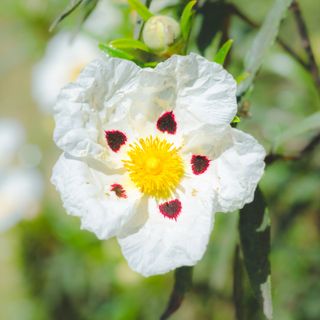 White blotched rock rose or Cistus flower