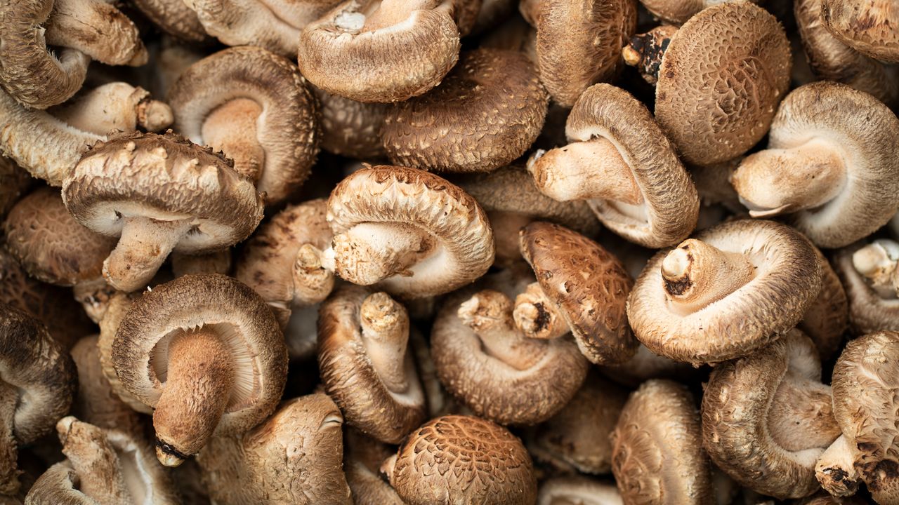 A cluster of mushrooms for eating bundled together