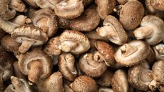 A cluster of mushrooms for eating bundled together