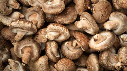 A cluster of mushrooms for eating bundled together