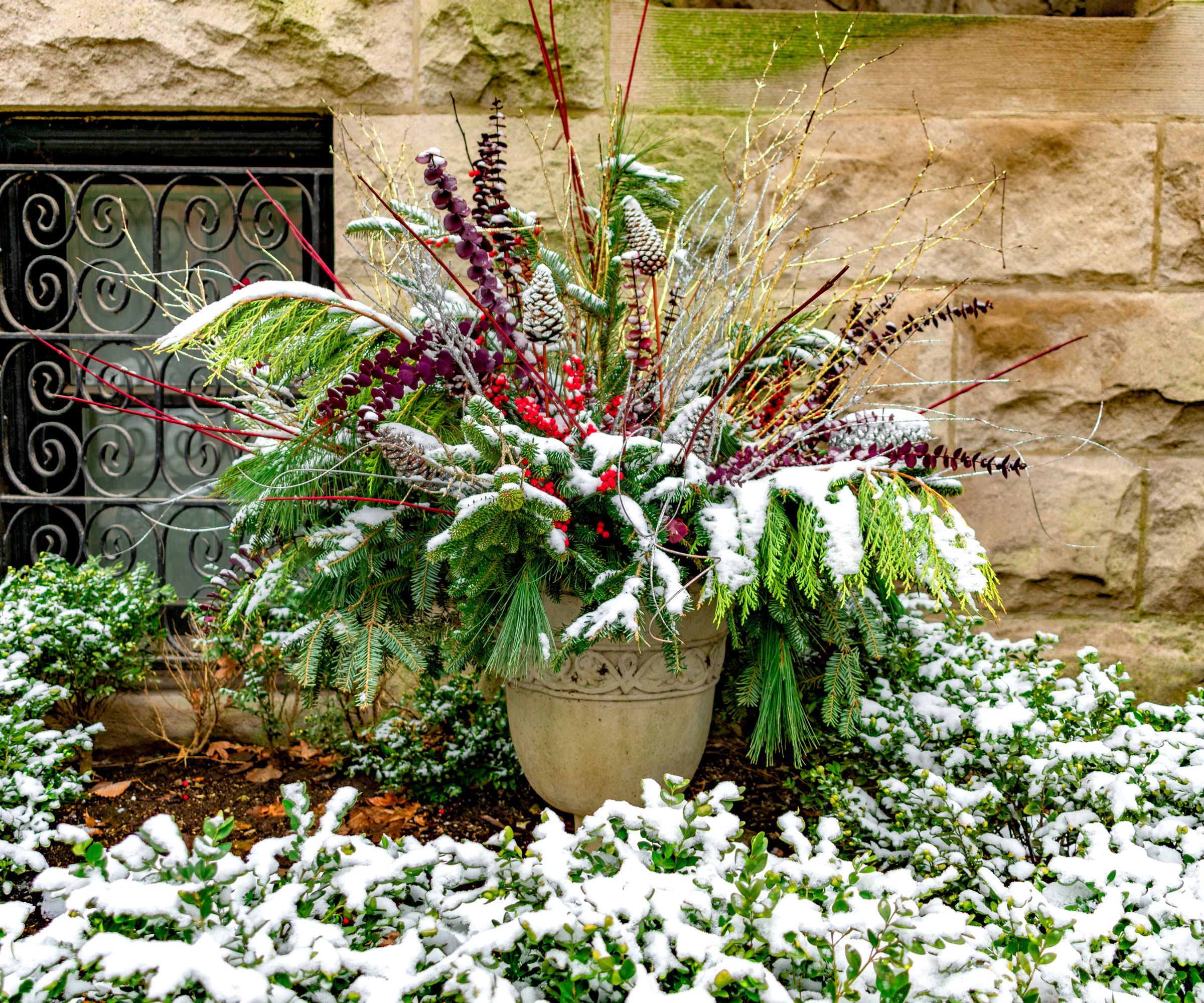 festive thriller filler plays plants with snow