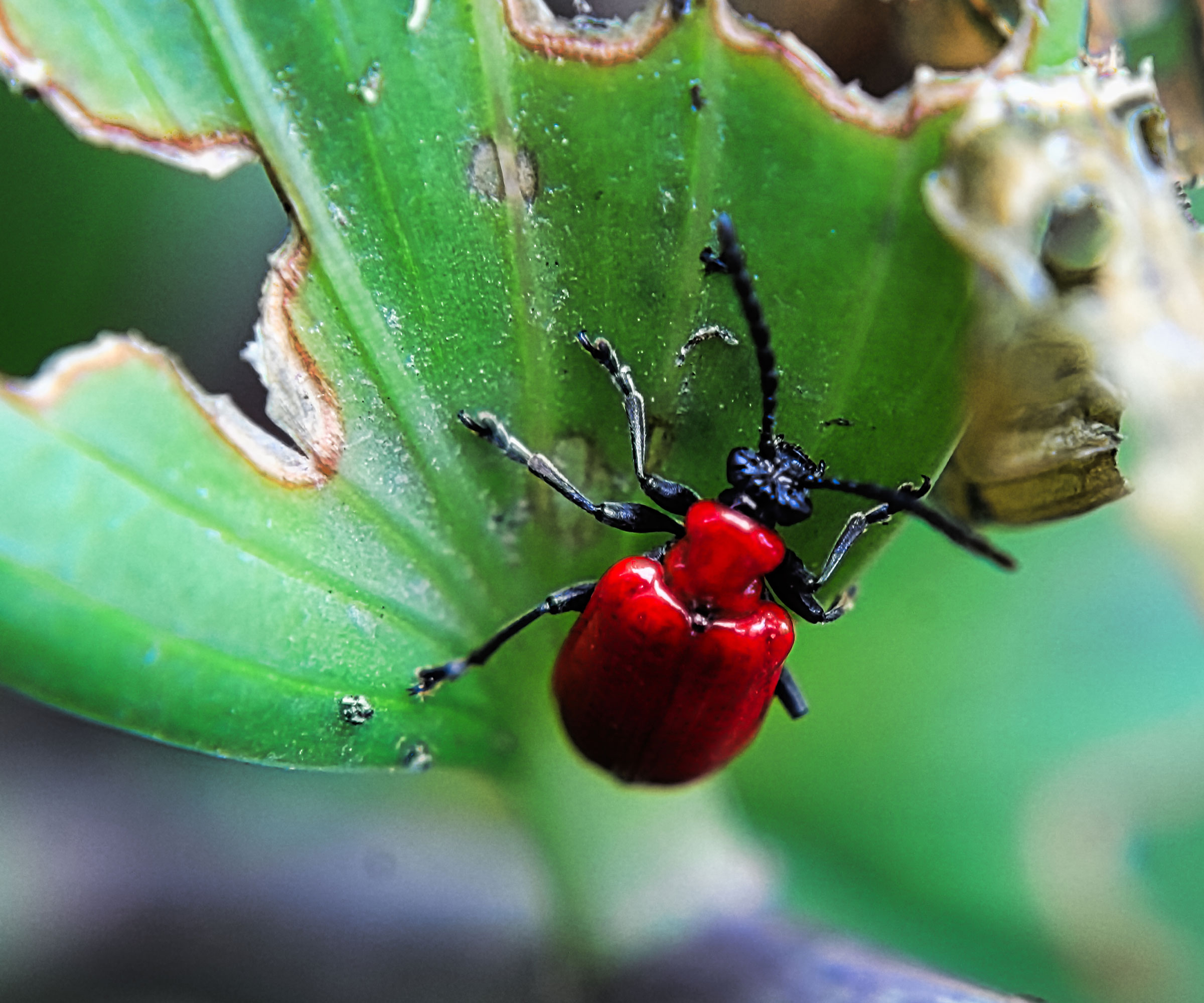red lily beetle on underside of faded leaf
