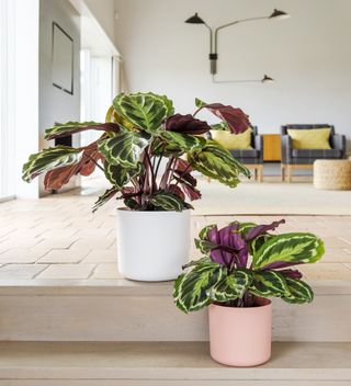 A pink houseplant favored by many homeowners
