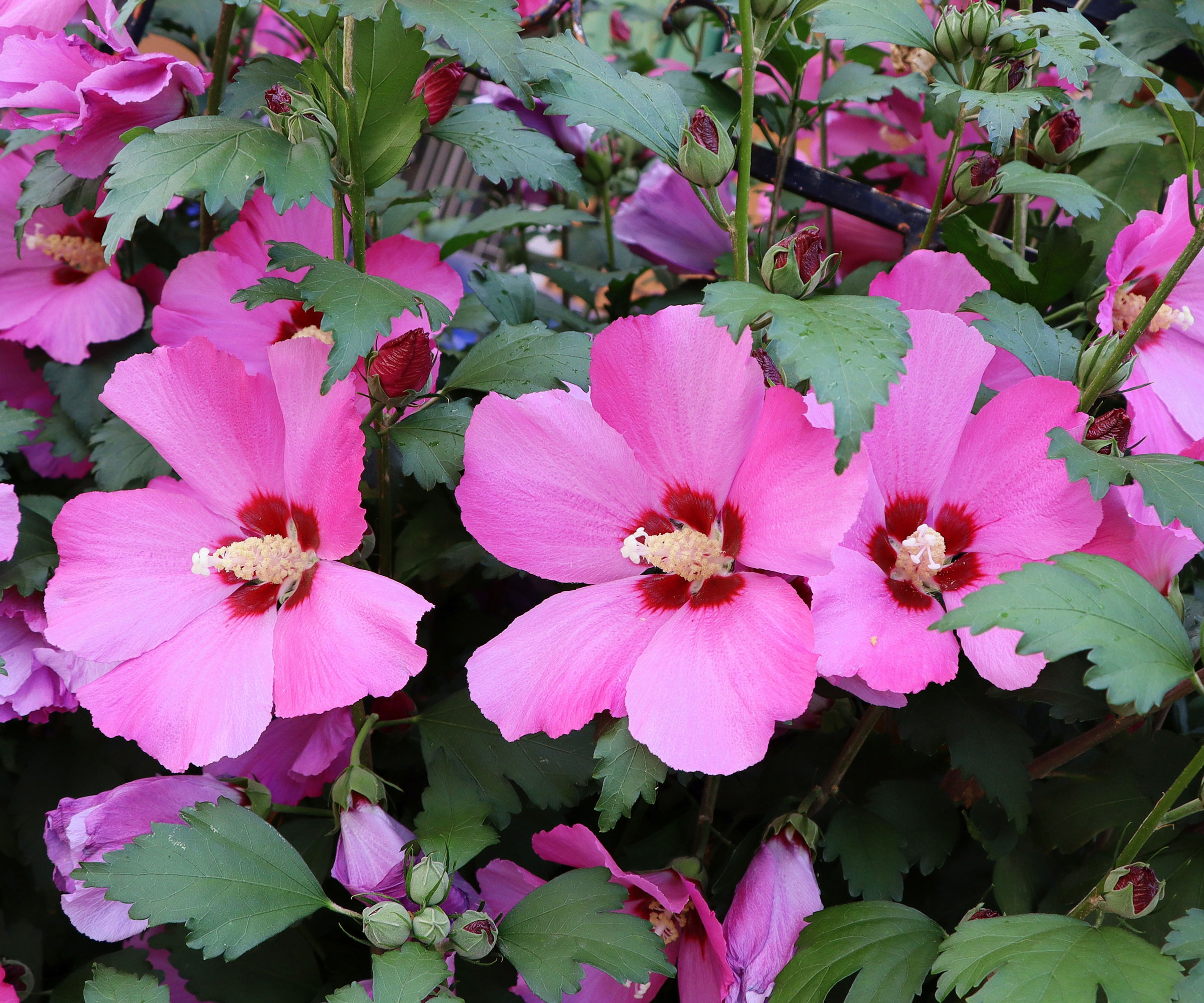 Rose of Sharon shrub with rich pink petals