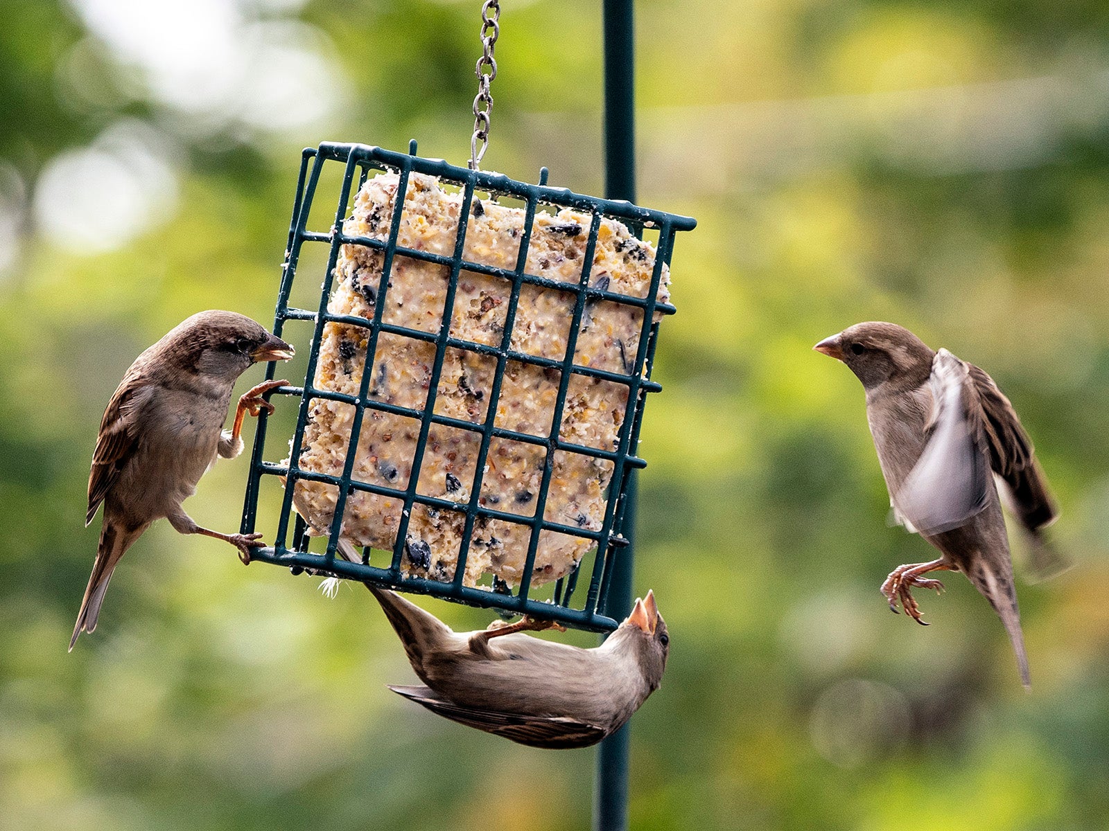 Sparrows hanging around suet feeder