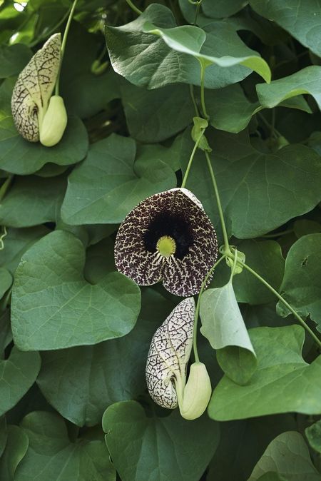 calico vine