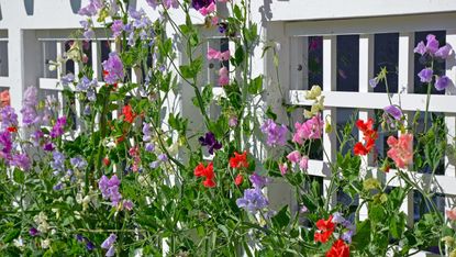 sweet peas in a cottage garden