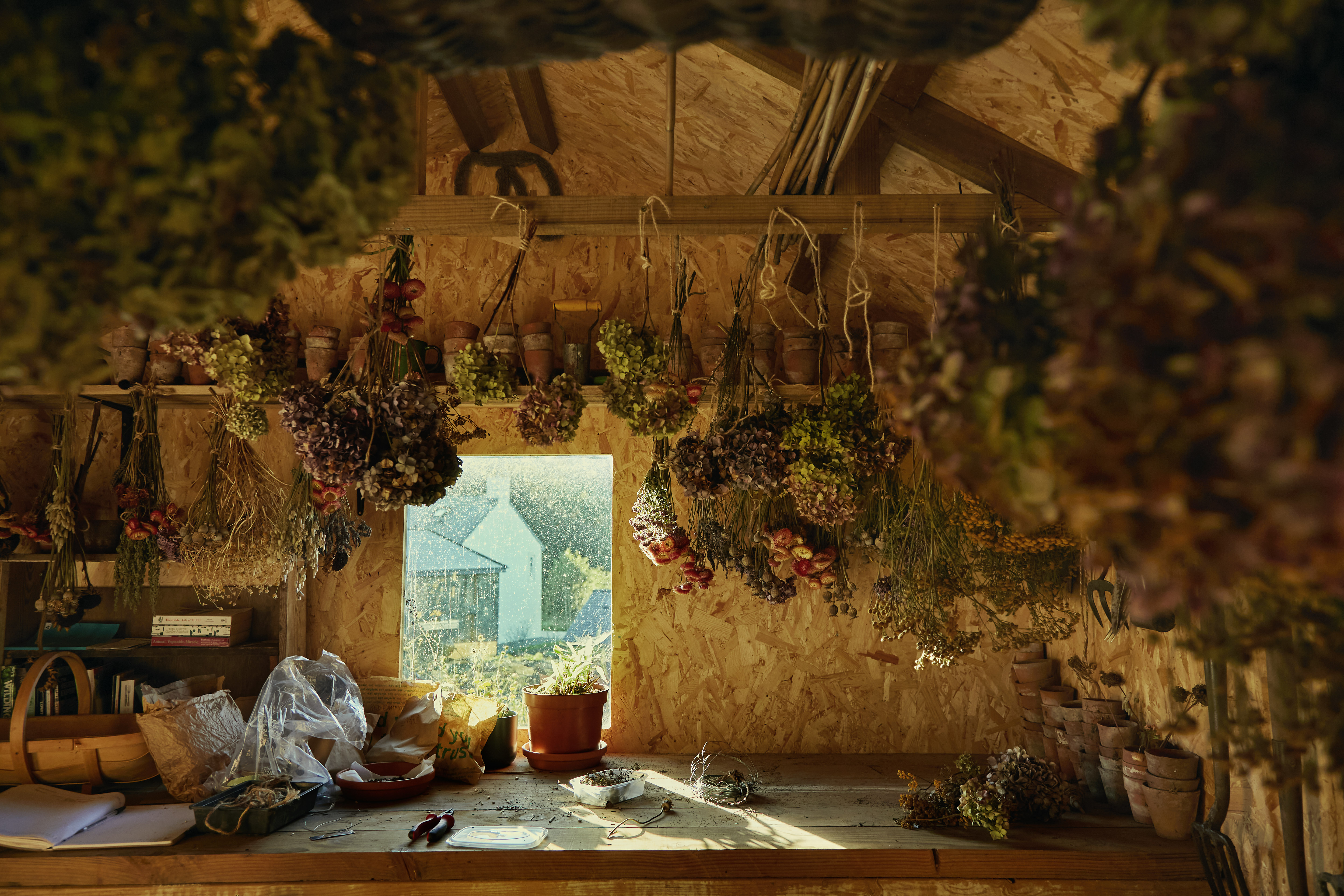 A wooden shed in a farm is filled with drying bunches of flowers, and shows a window overlooking a village.