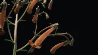 close-up of Phygelius plant on black background, one of w&h's best shrubs picks