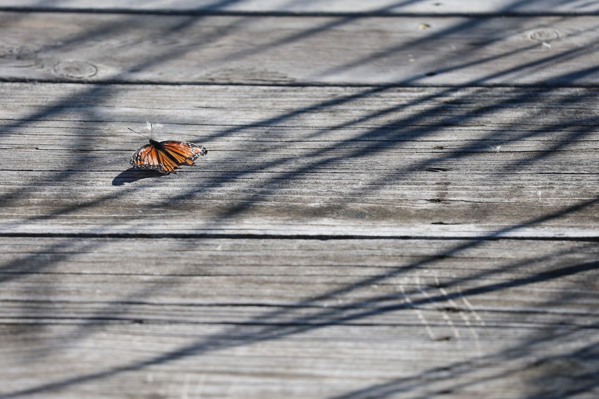 A sample image taken with the Canon EOS R8 Mark II and the RF 100-400mm f/5.6-8 IS USM