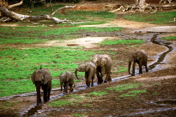 Dzanga-Sangha Special Reserve, Central African Republic