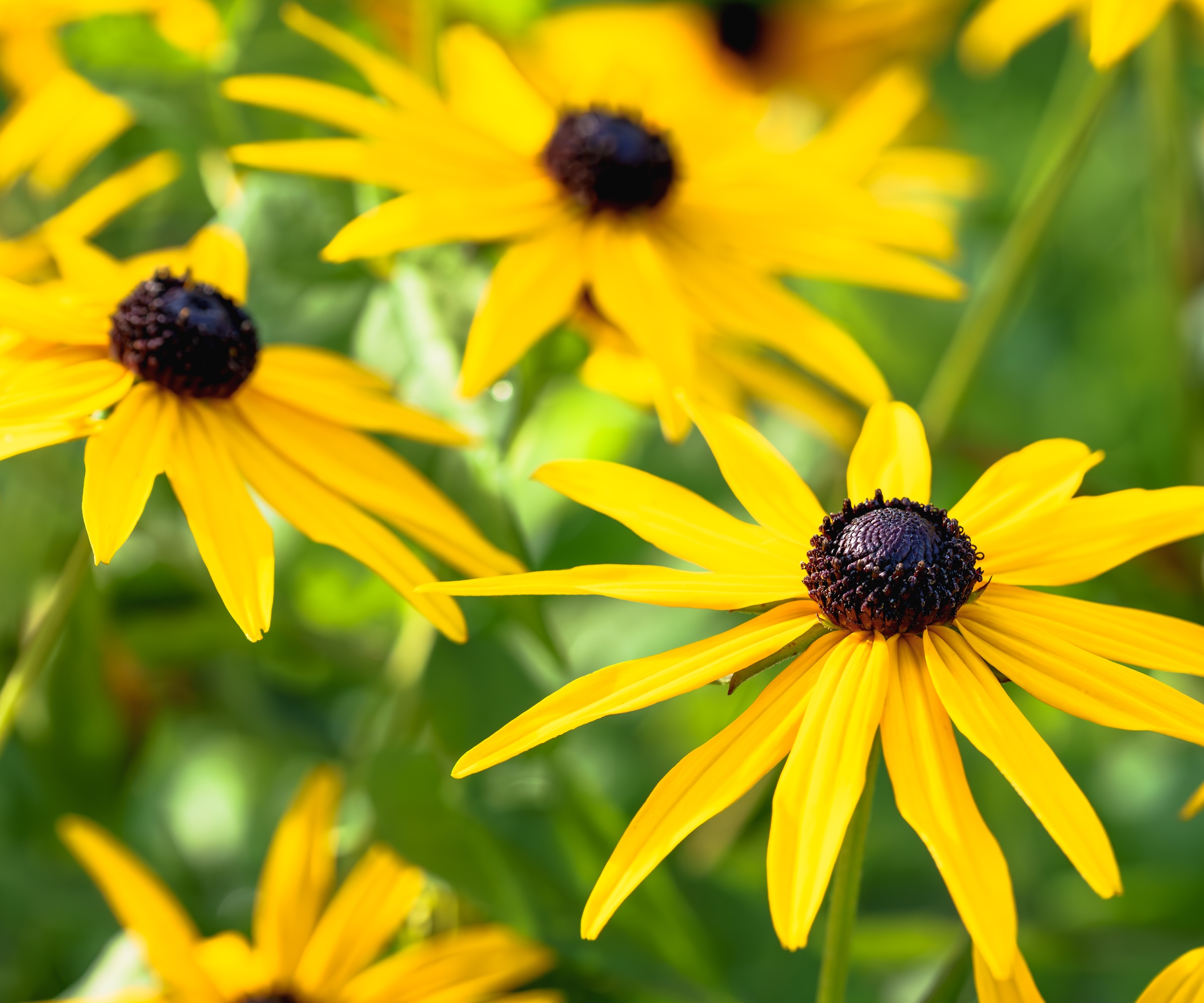 Black Eyed Susan