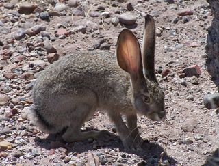 Blacktail Jackrabbits are also known as American desert hares