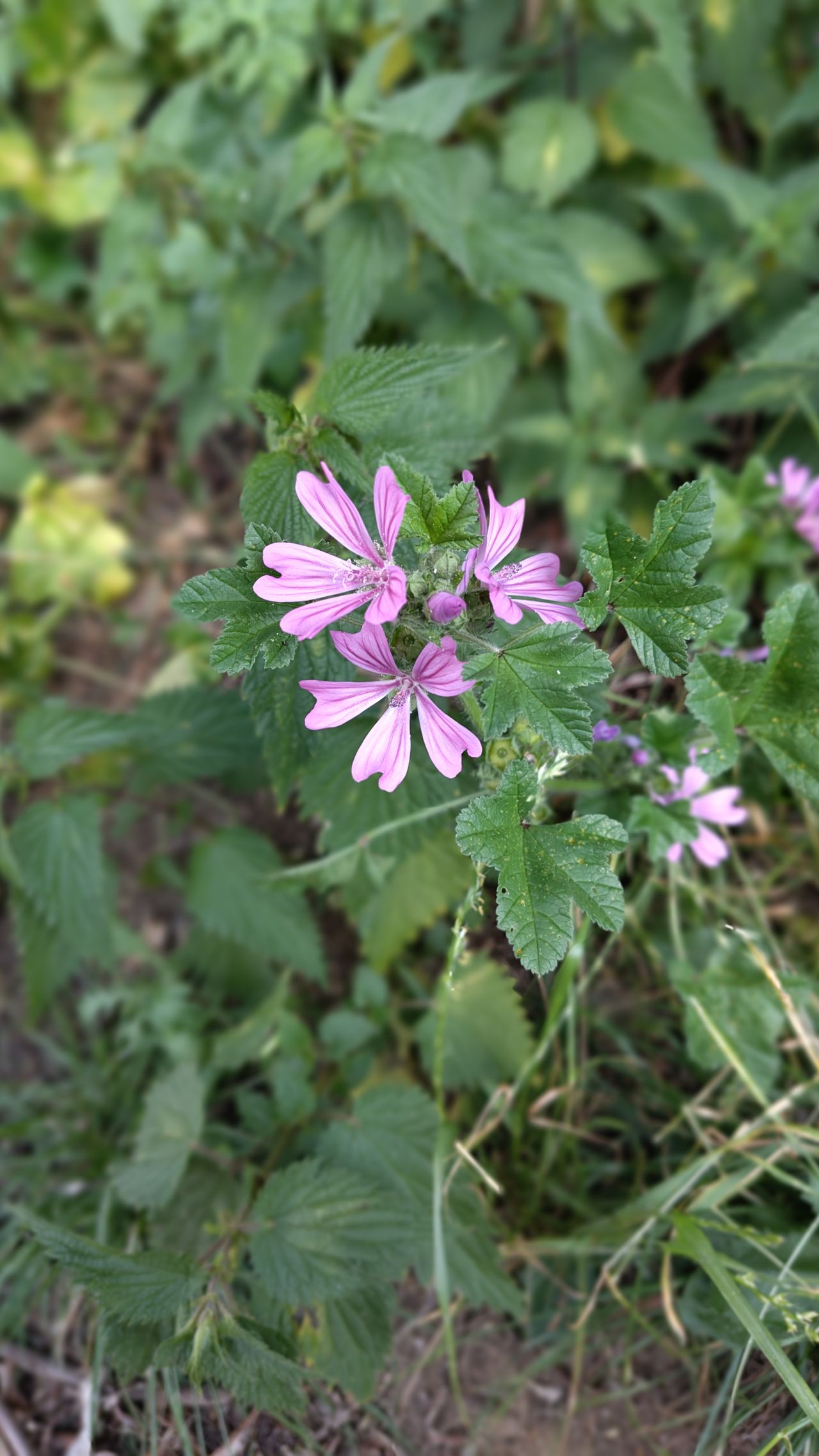 Images taken on the portrait mode of the Fairphone 5