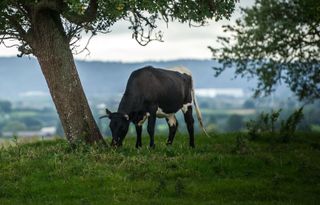 Gloucester cattle