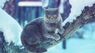 Blue British shorthair cat sitting on the tree in the garden in snowy winter