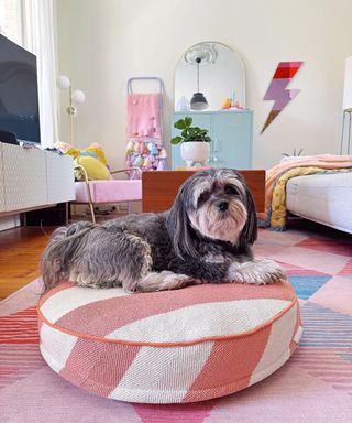 A dog sitting on a pink pouf, with a media console in the background