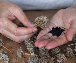 Gardener collects seeds from dried chives seed heads