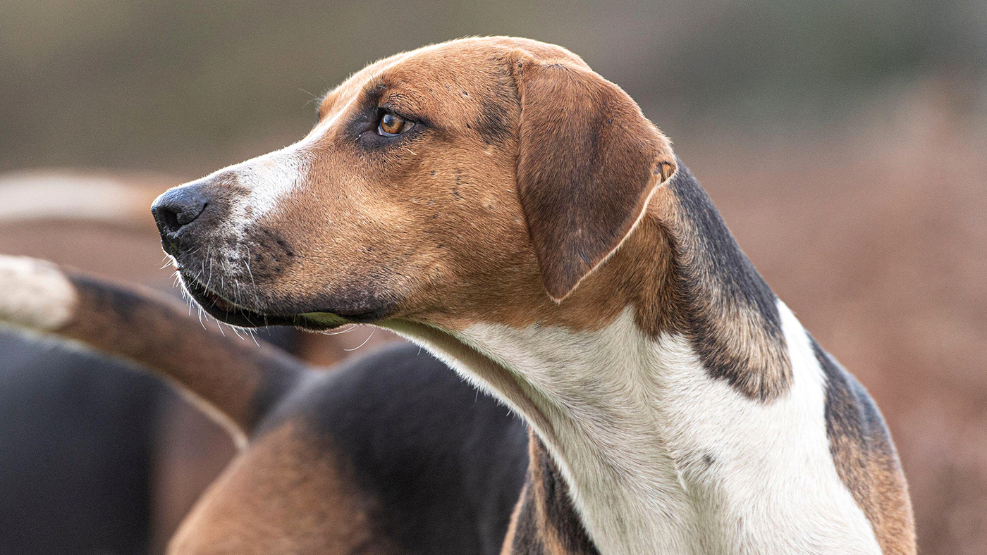 English foxhound