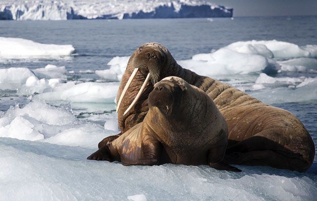 Blue Planet II - early release