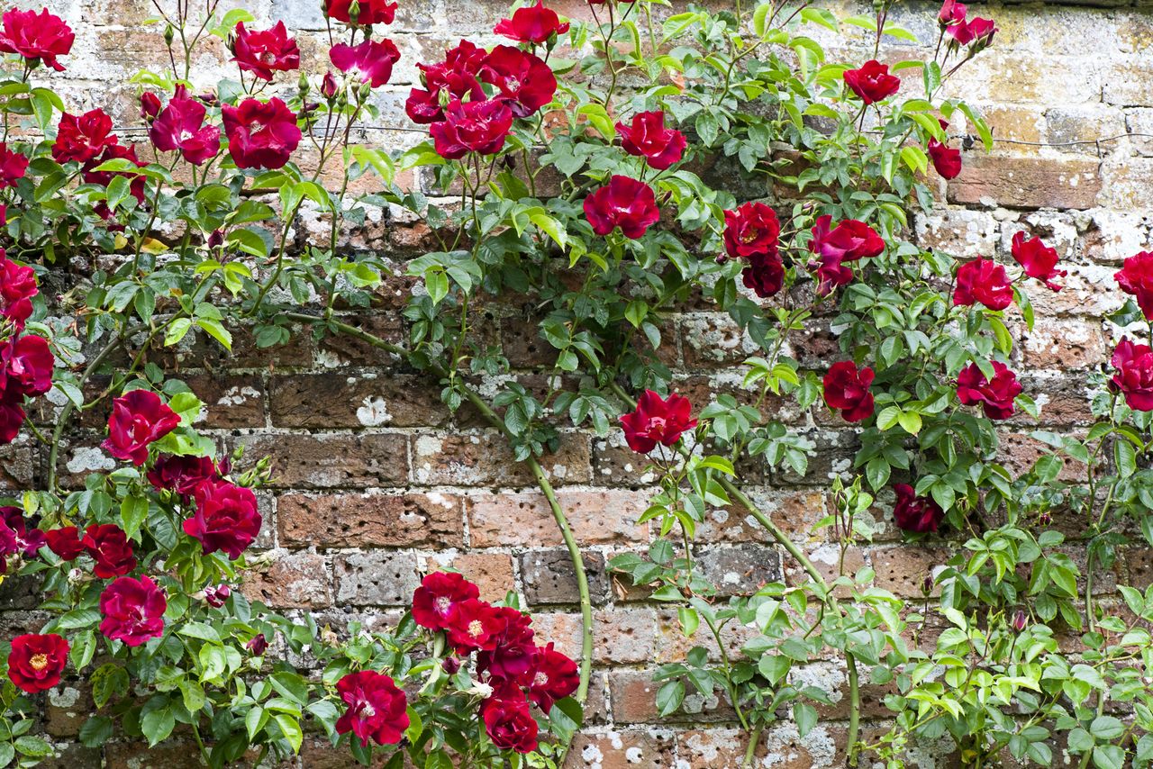 Monty Don shares his secret for getting more roses this summer ...