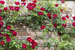 red climbing rose growing up a brick wall