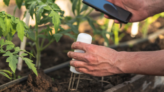 hand holding a soil sensor in one and a phone in the other hand, putting it into a soil bed