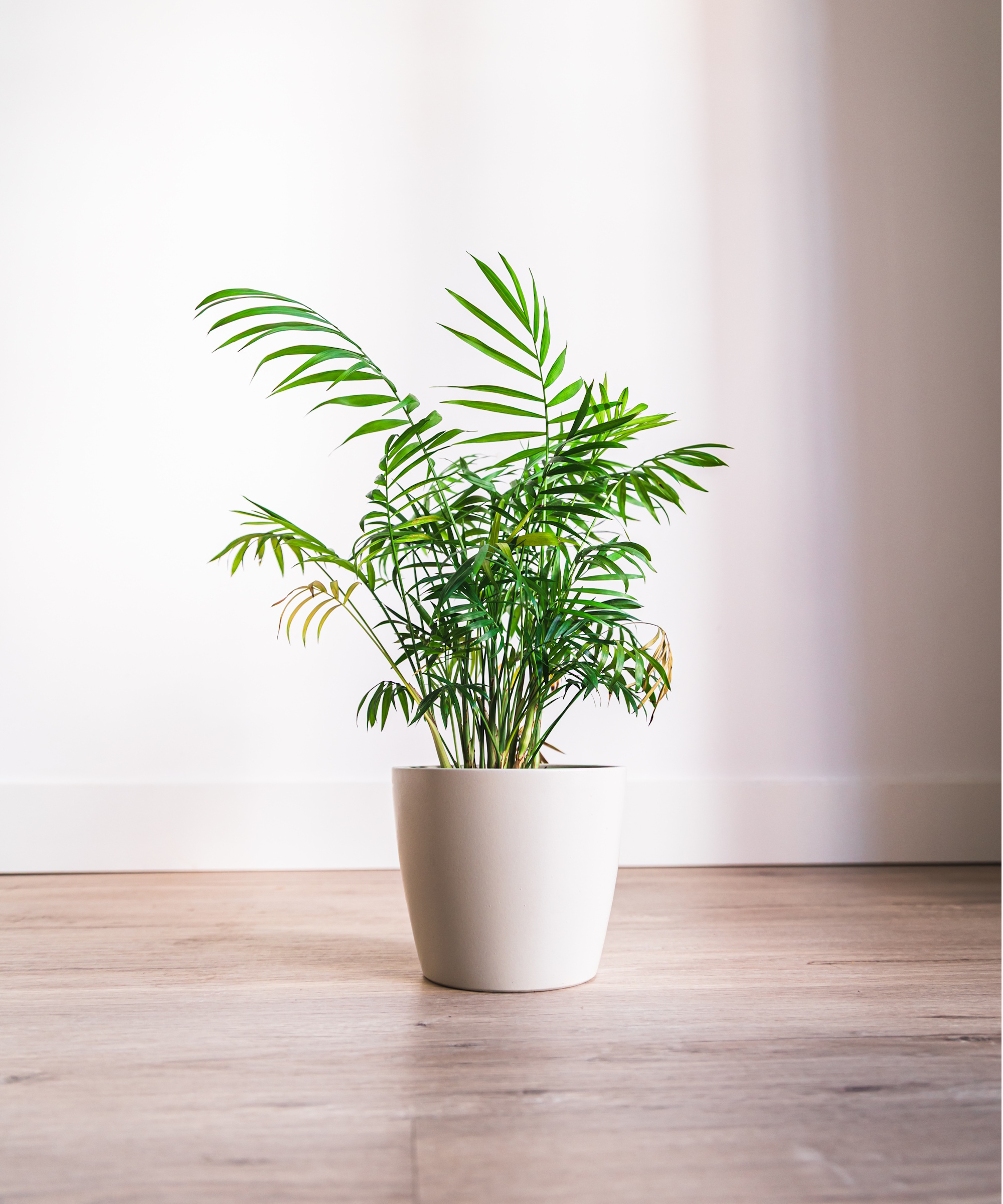 Parlor palm in white pot