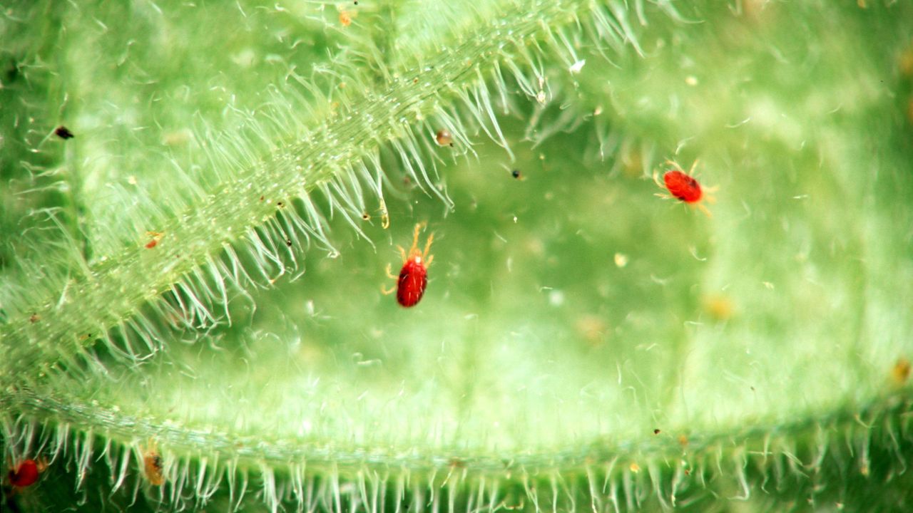 How to get rid of spider mites on houseplants