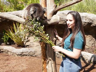 Meghan McCubbin feeds a koala in for the new series of Animal Park.
