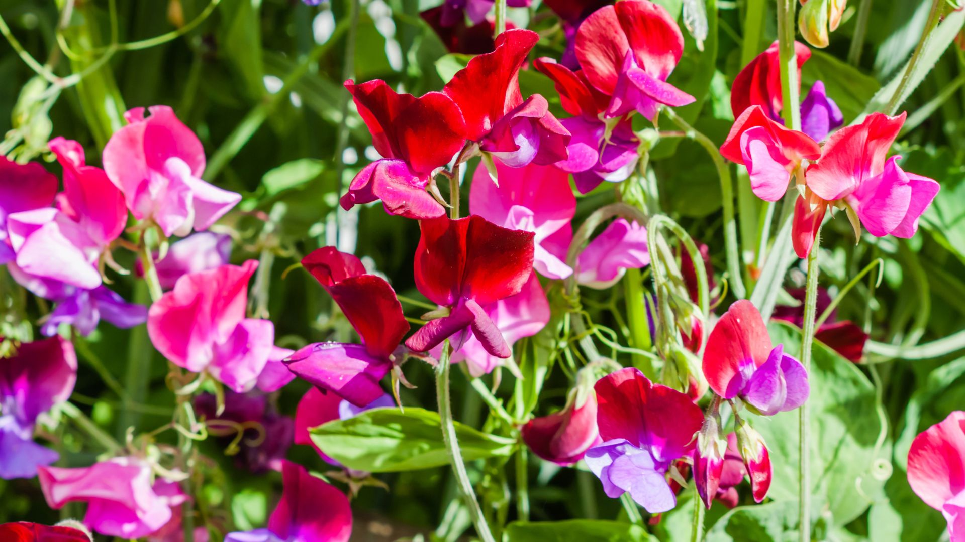 picture of sweet peas growing in garden