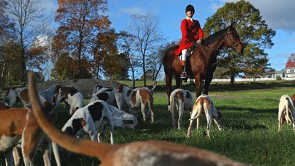 Fox hunting has been banned since 2004