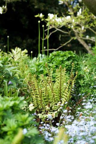 ferns in a garden