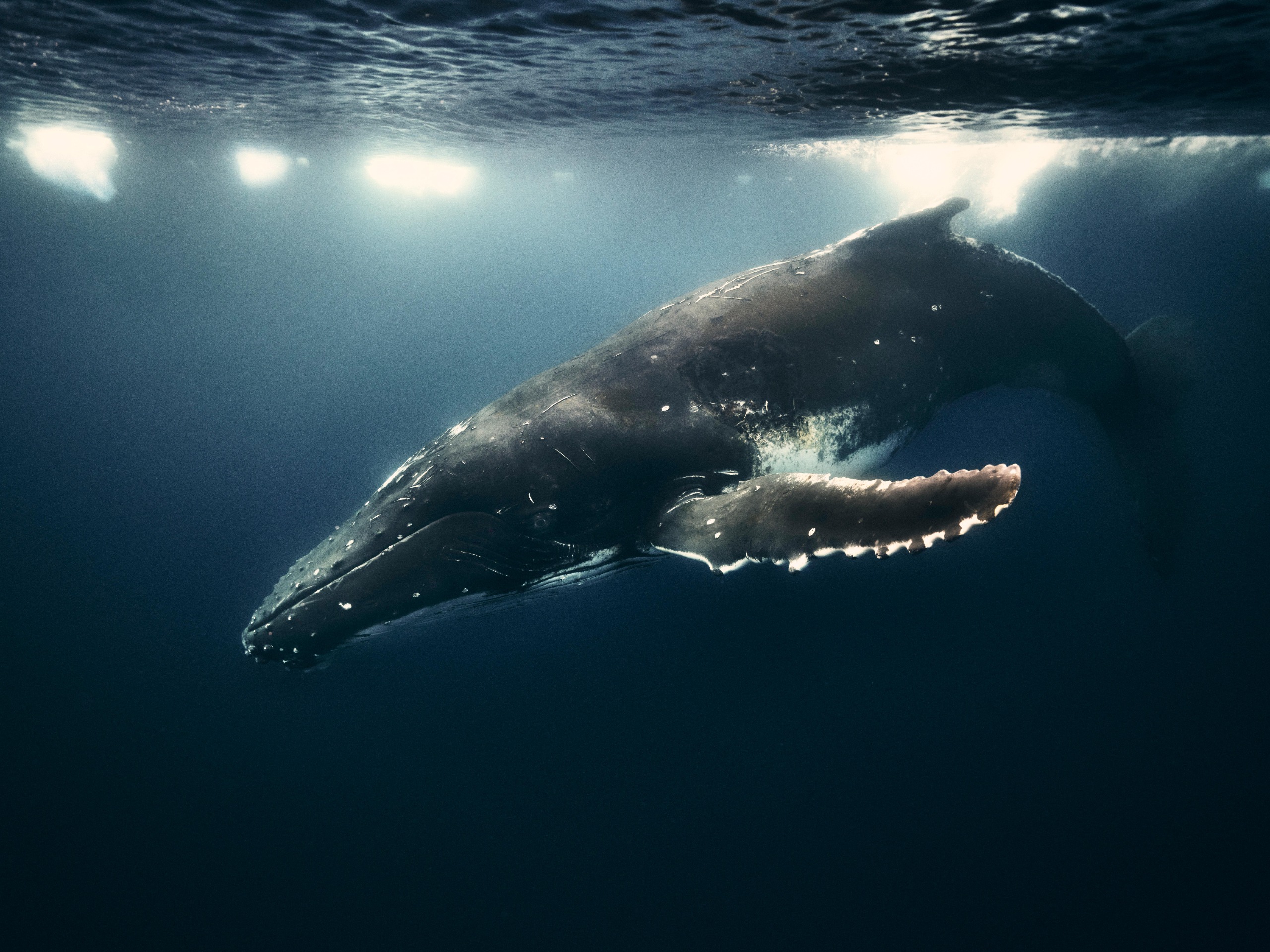 Photograph of a humpback whale swimming in the Antarctic Ocean, by nature and documentary photographer Matt Sharp, and captured on a Fujifilm GFX100S II camera with a Fujifilm GF20-35mm F4 R WR lens.