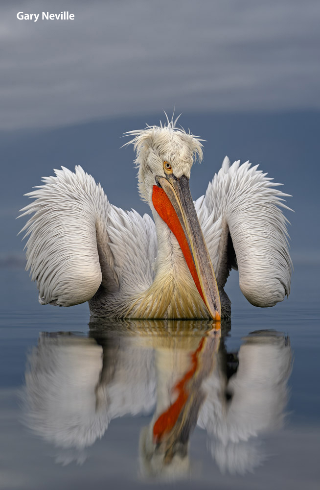 A pelican with vibrant orange bill floats calmly on water, reflecting its image against a serene gray backdrop