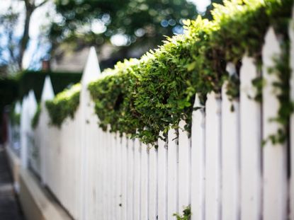 White Picket Fence With Shrub Privacy Wall