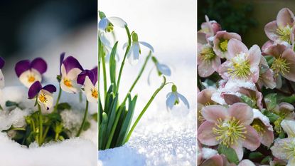 composite image of winter flowers