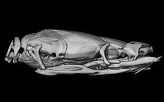 This Cenaspis aenigma skull was digitally modeled from CT scans. Its flattened shape suggests that the snake burrows in soil.