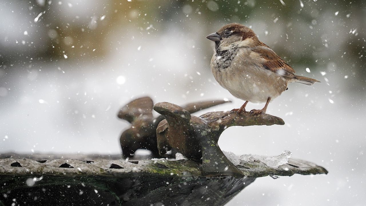 Bird bath winter care