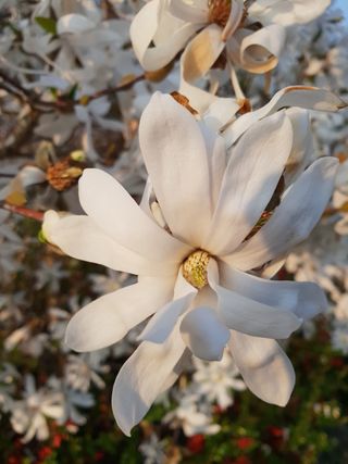 Magnolia Stellata or Royal star with big white flowers during springtime in a garden