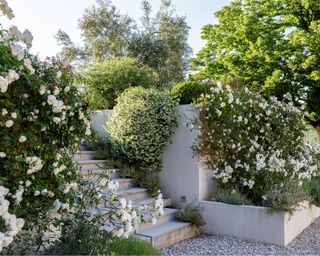 Sloped backyard ideas covered in gravel with steps and lush green and white planting.