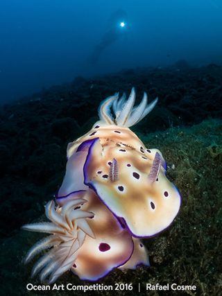 This shot took first place in the nudibranch category of the 2016 Ocean Art Competition.