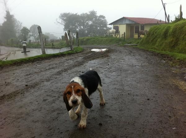 Small dogs are everywhere along the roads in Costa Rica, but they are very friendly.