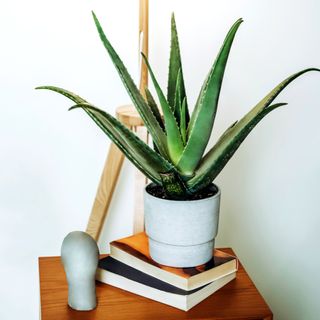 Aloe vera plant on bedside table with stack of books
