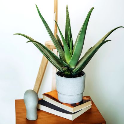 How To Propagate Aloe Vera: A Step-by-step Guide | Ideal Home